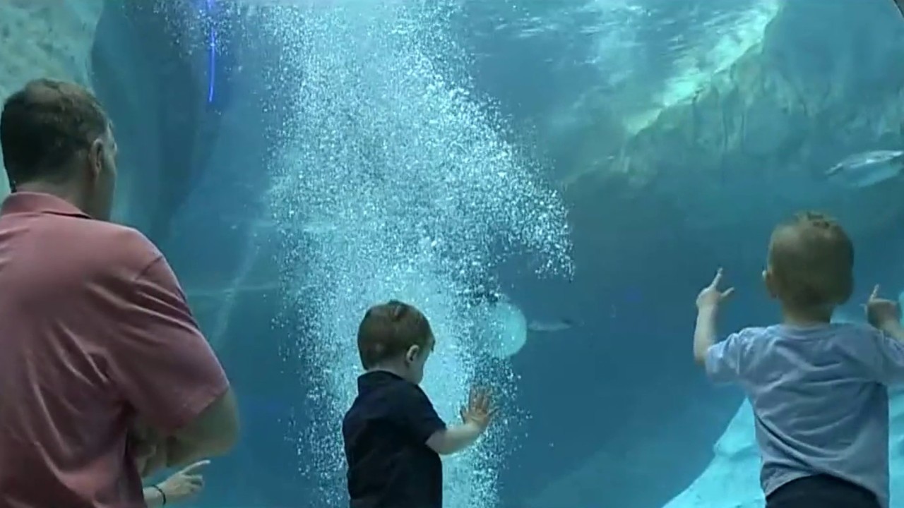 Detroit Zoo pushing plan to bring aquarium to Downtown Detroit